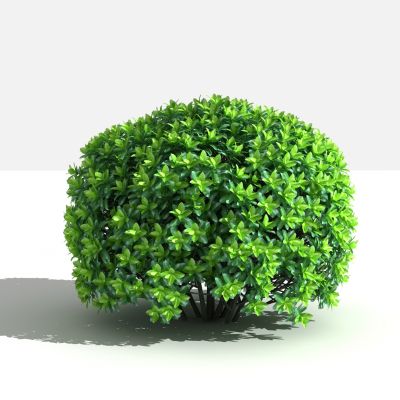 大叶黄杨 灌木 树 植物 花 草 景观植物 园林 小区植物