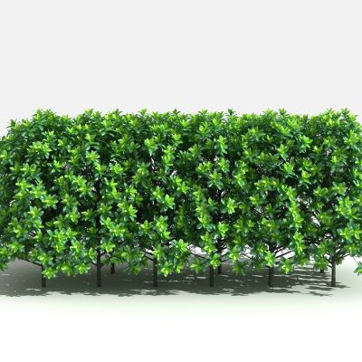 大叶黄杨绿篱 灌木 树 植物 花 草 景观植物 园林 小区植物