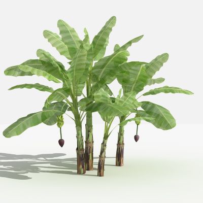 中式芭蕉 灌木 植物 绿化植物 景观植物 花草 花 草