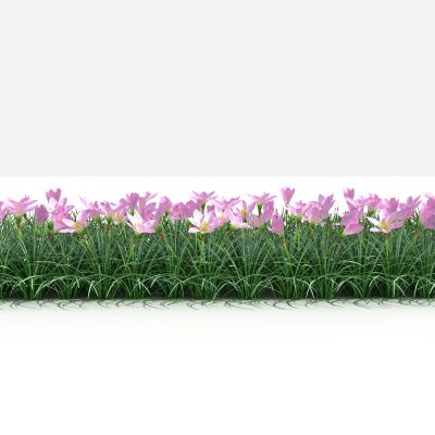 葱兰 灌木 树 植物 花 草 景观植物 园林 小区植物