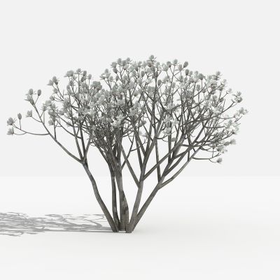 白玉兰灌木 灌木 树 植物 花 草 景观植物 园林 小区植物