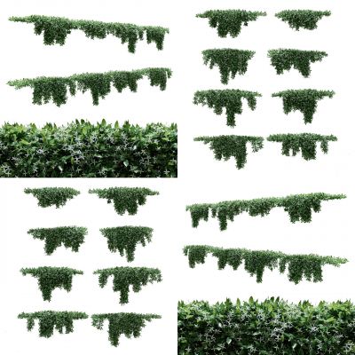 藤蔓植物爬山虎