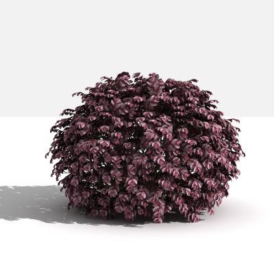 中式红继木灌木 树 植物 绿化植物 景观植物 花草 花 草