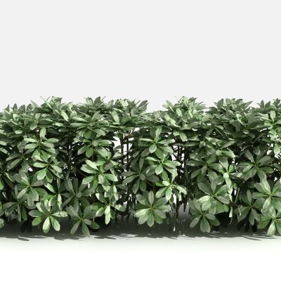 中式海桐绿篱 灌木 树 植物 绿化植物 景观植物 花草 花 草