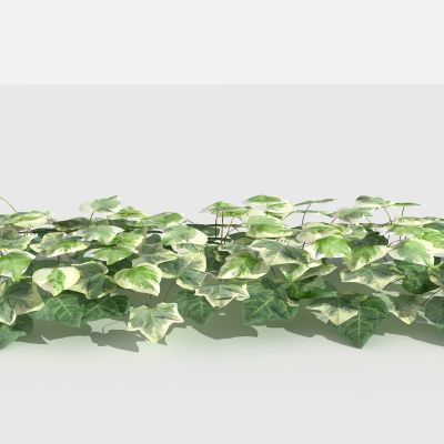 中式常春藤 灌木 树 植物 花 草 景观植物 园林 小区植物