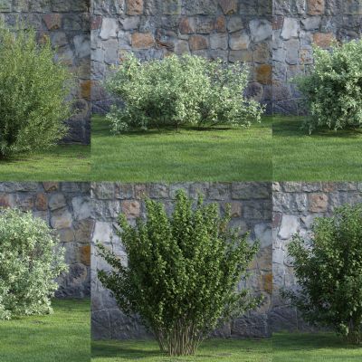 现代灌木 花草 绿植 花坛 景观植物 绿篱