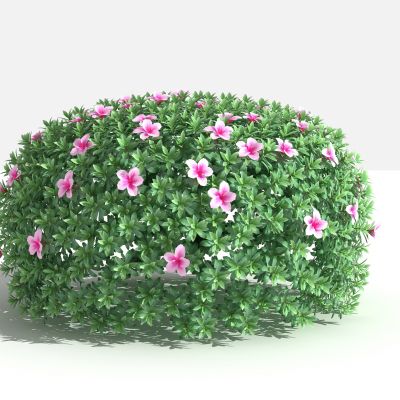 杜鹃球 灌木 树 植物 花 草 景观植物 园林 小区植物