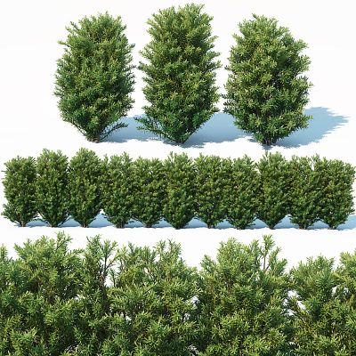 现代灌木树木植物