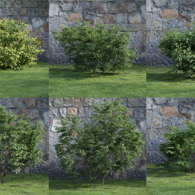 现代灌木 花草 绿植 花坛 景观植物 绿篱