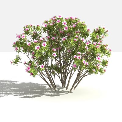 杜鹃丛 灌木 树 植物 花 草 景观植物 园林 小区植物