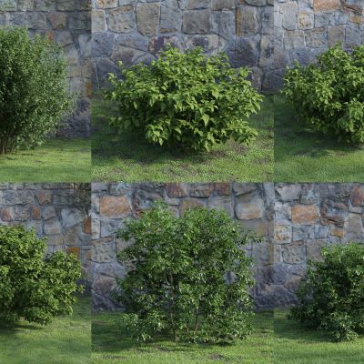 现代灌木 花草 绿植 花坛 景观植物 绿篱