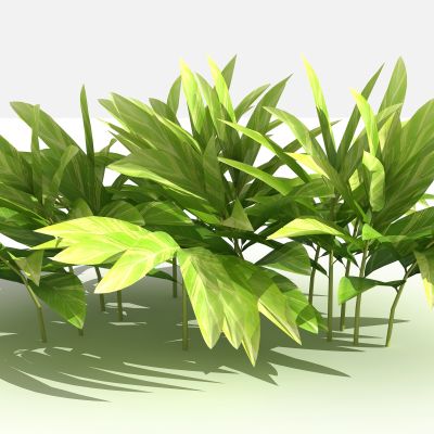 中式花叶良姜 灌木 树 植物 花 草 景观植物 园林 小区植物