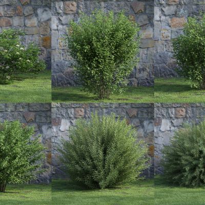 现代灌木 花草 绿植 花坛 景观植物 绿篱