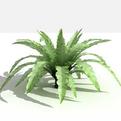 中式鸟巢蕨 灌木 树 植物 花 草 景观植物 园林 小区植物