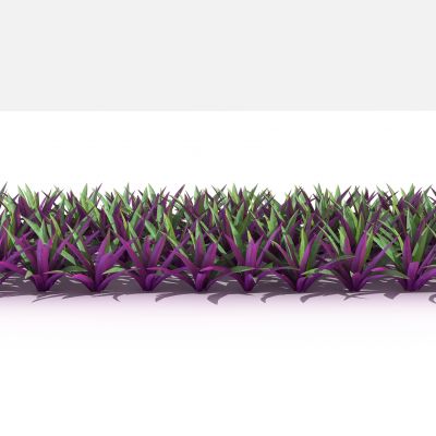 中式小蚌兰灌木 树 植物 花 草 景观植物 园林 小区植物