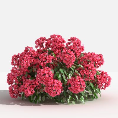 中式叶子花球 灌木 树 植物 花 草 景观植物 园林 小区植物