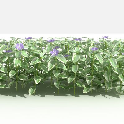 中式蔓长春 灌木 树 植物 花 草 景观植物 园林 小区植物