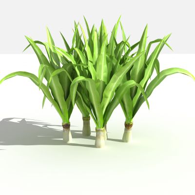 中式文殊兰 灌木 树 植物 花 草 景观植物 园林 小区植物