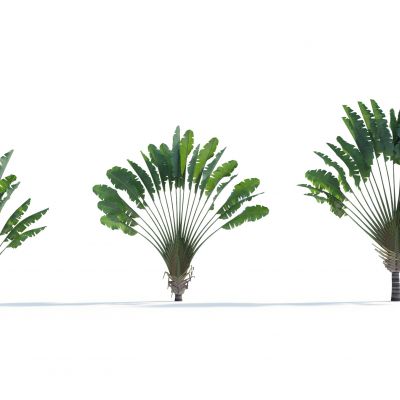 现代热带 植物 旅人蕉