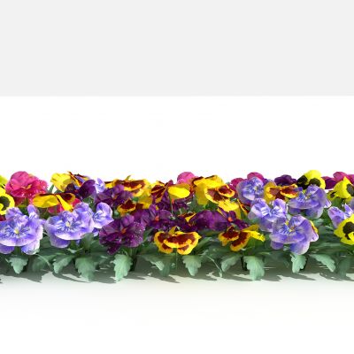 中式三色堇 灌木 树 植物 花 草 景观植物 园林 小区植物