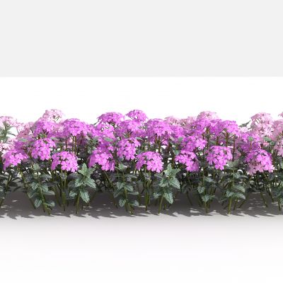 中式美女樱 灌木 树 植物 花 草 景观植物 园林 小区植物