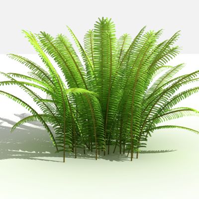 中式肾蕨 灌木 树 植物 花 草 景观植物 园林 小区植物