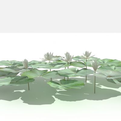 中式睡莲白 灌木 树 植物 花 草 景观植物 园林 小区植物