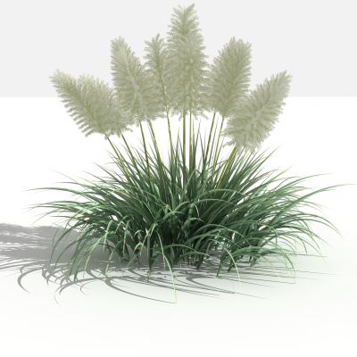 新中式芦苇 灌木 树 植物 花 草 景观植物 园林 小区植物