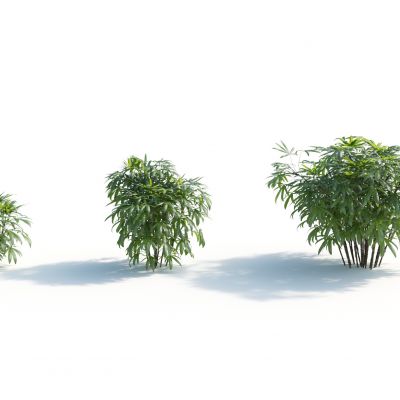 现代热带植物 灌木