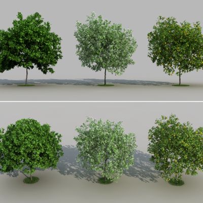 现代柠檬 果树 桔子树 植物 树子