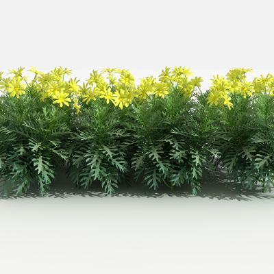 中式云南蓍草 灌木 树 植物 花 草 景观植物 园林 小区植物