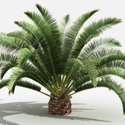 中式加纳利海枣灌木 树 植物 花 草 景观植物 园林 小区植物