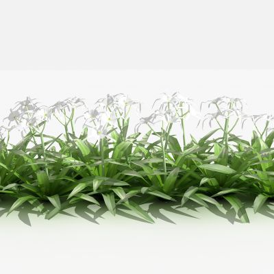 中式蜘蛛兰 灌木 树 植物 花 草 景观植物 园林 小区植物