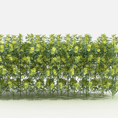 中式迎春柳 绿篱 灌木 树 植物 花 草 景观植物 园林 小区植物