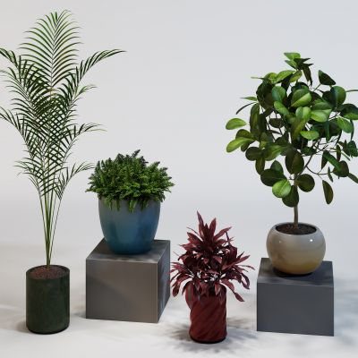 现代室内植物盆景组合