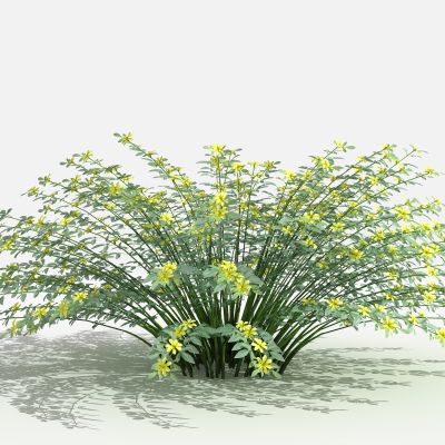 中式迎春柳 灌木 树 植物 花 草 景观植物 园林 小区植物