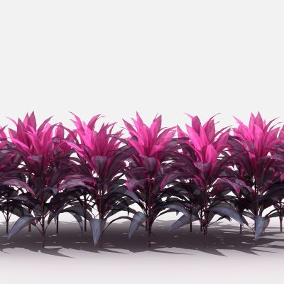 中式茱蕉 灌木 树 植物 花 草 景观植物 园林 小区植物