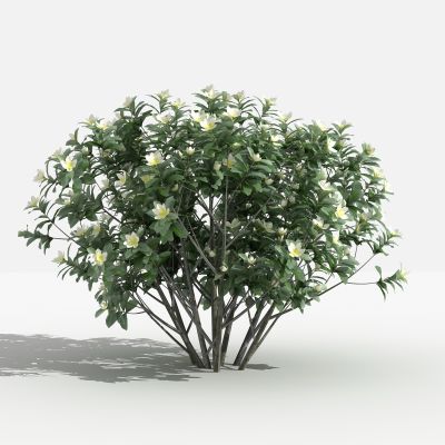 中式云南含笑 灌木 树 植物 花 草 景观植物 园林 小区植物