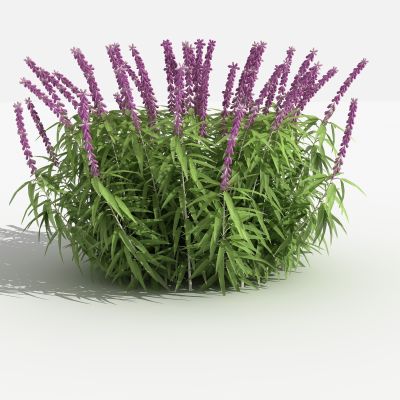 中式紫柳 灌木 树 植物 花 草 景观植物 园林 小区植物