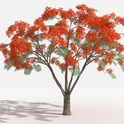 凤凰木 灌木 树 植物 花 草 景观植物 园林 小区植物