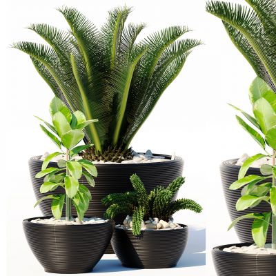 现代绿植盆栽组合