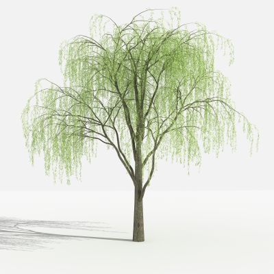 垂柳 灌木 树 植物 花 草 景观植物 园林 小区植物