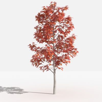 枫香 灌木 树 植物 花 草 景观植物 园林 小区植物