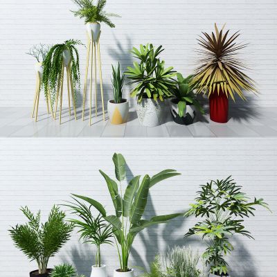 现代盆栽 小盆栽 装饰盆栽 植物盆栽