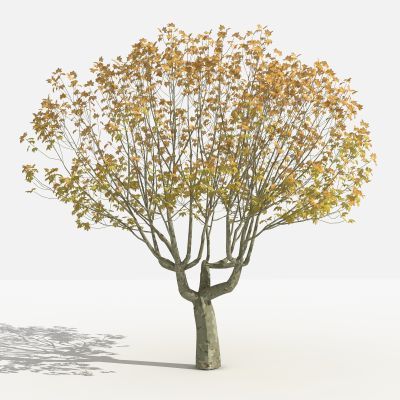 法国梧桐 灌木 树 植物 花 草 景观植物 园林 小区植物