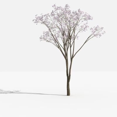 中式白花羊蹄 树 灌木 植物 绿化植物 景观植物 花草 花 草