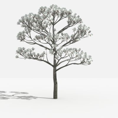 白玉兰 灌木 树 植物 花 草 景观植物 园林 小区植物