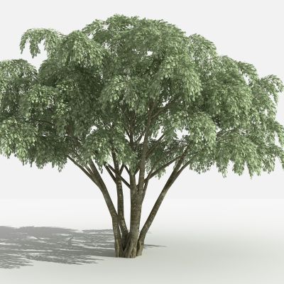 垂叶榕 灌木 树 植物 花 草 景观植物 园林 小区植物