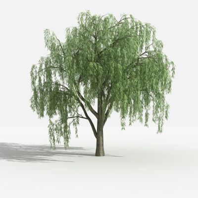 垂柳 灌木 树 植物 花 草 景观植物 园林 小区植物