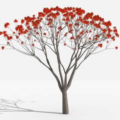 刺桐 灌木 树 植物 花 草 景观植物 园林 小区植物